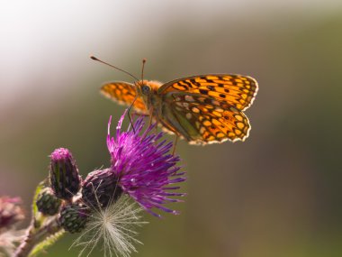 Argynnis niobe, Niobe Fritillary