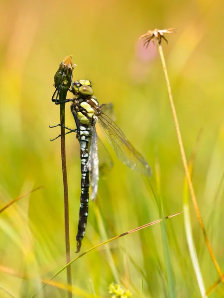 Male Southern Hawker — Stock Photo, Image