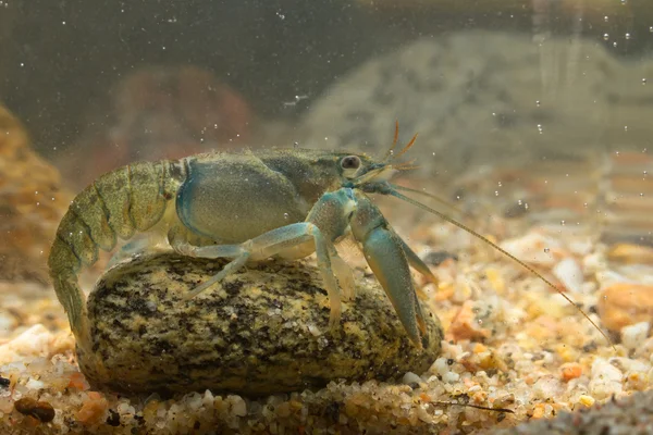 Europejskiej crayfisch szeroko złodziejski — Zdjęcie stockowe