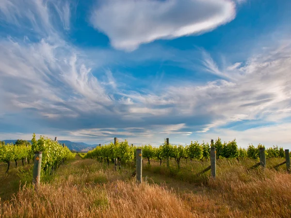 Cloudscape acima Vineyard em Marlborough área Nova Zelândia — Fotografia de Stock