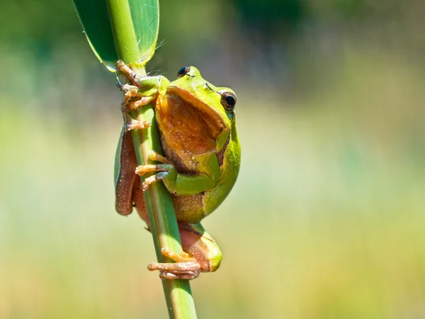 Vahşi treefrog — Stok fotoğraf