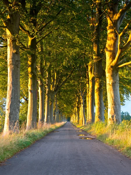 Orange Colored Lane during Sunset — Stock Photo, Image