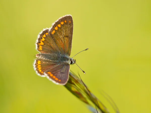 Коричневий Argus метелик — стокове фото