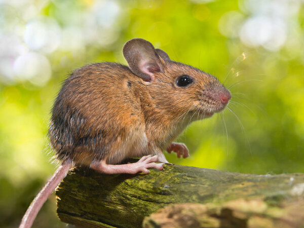 Side View of a Field Mouse (Apodemus :aticus) on a Branch
