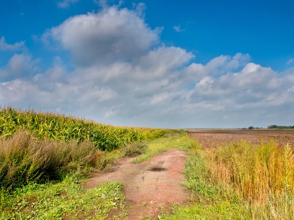 Corn Field Landscape — Stock Photo, Image