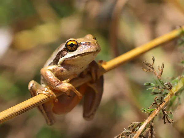 Litoria ewingii — Fotografia de Stock