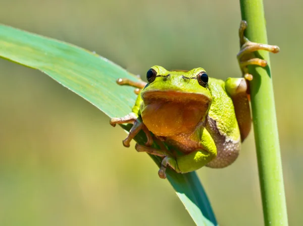 Wild Treefrog — Stock Photo, Image