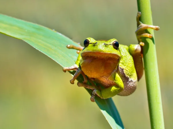 Vahşi treefrog — Stok fotoğraf