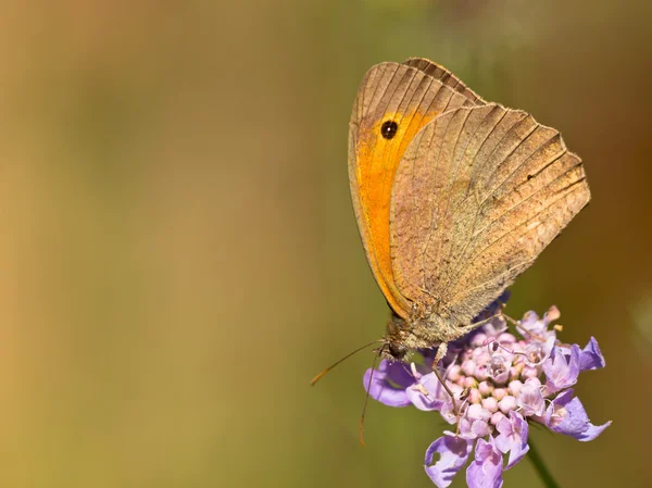 Motyl, ocieplenie jej skrzydła w słońcu — Zdjęcie stockowe