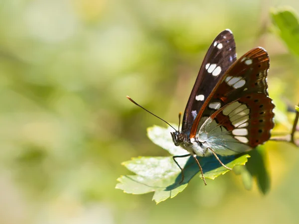 Butterfly Warming its Wings in the Sun — Stock Photo, Image