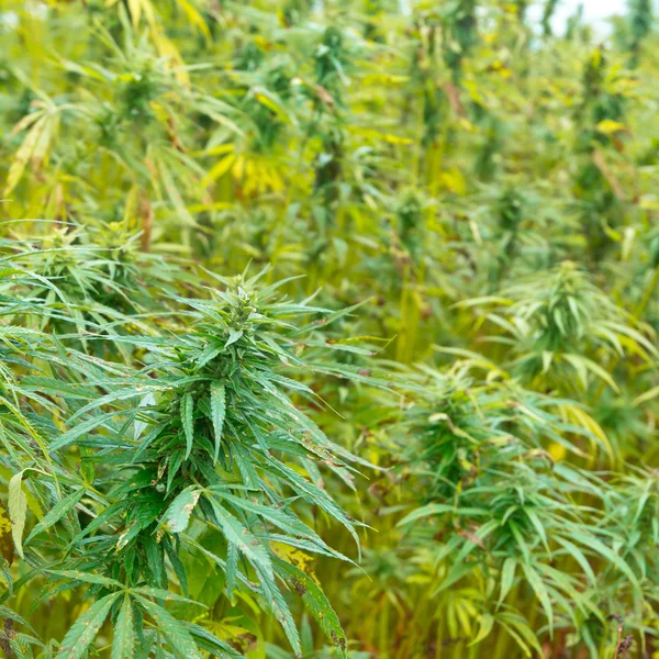 Цветущая марихуана разрешение выращивание конопли