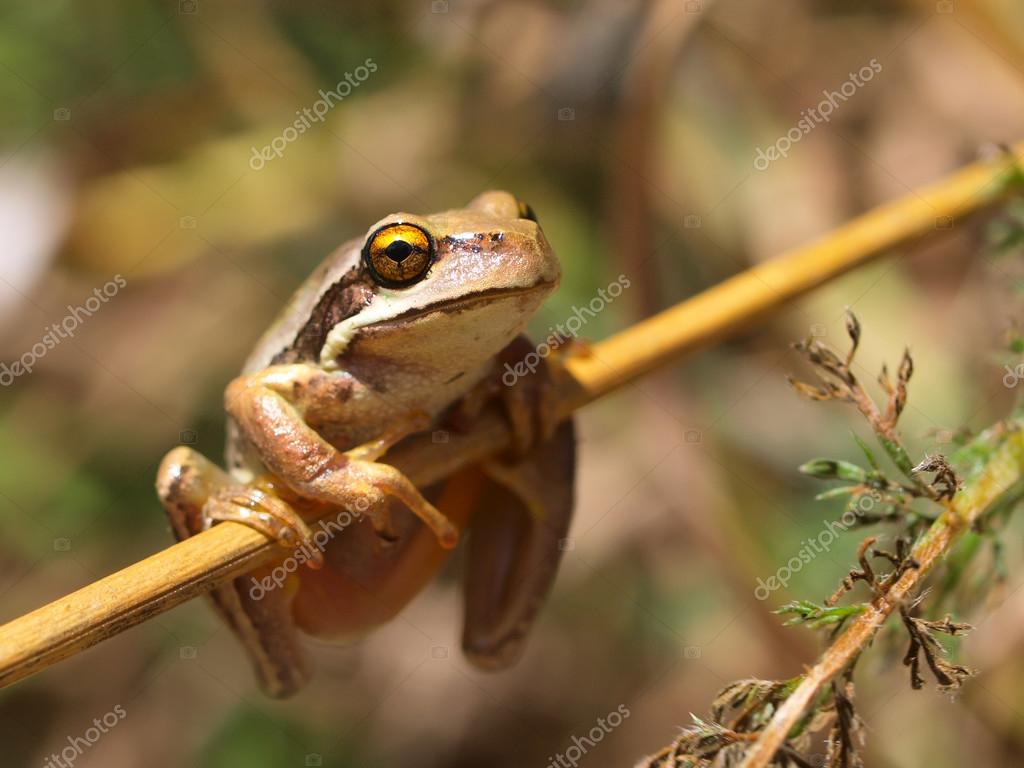 Litoria ewingii — Stock Photo © CreativeNature 33946497