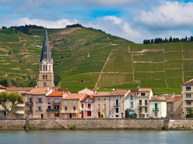 üzüm bağları cote du rhone Fransa