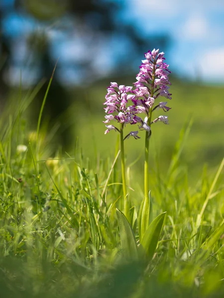 Военная орхидея — стоковое фото