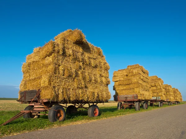 Reihe von Anhängern mit Heu — Stockfoto