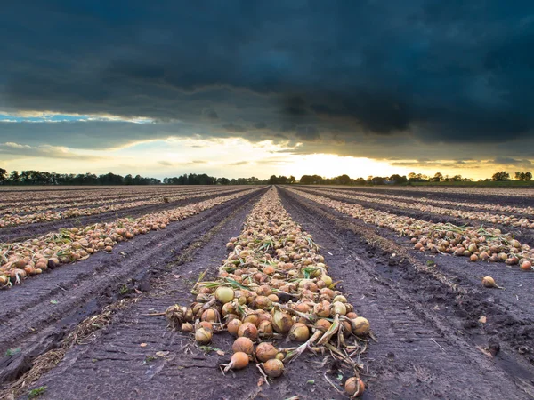 Bombillas de cebolla cosechadas en un campo —  Fotos de Stock