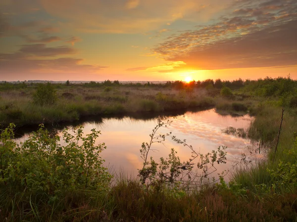 Moeras in de schemering — Stockfoto