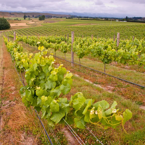 Organic Vineyard leaves in rows