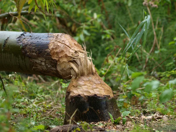 Cut Tree by Beaver (Castor fiber) — Stock Photo, Image
