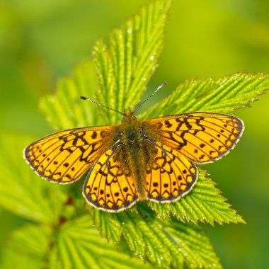 Bataklık fritillary