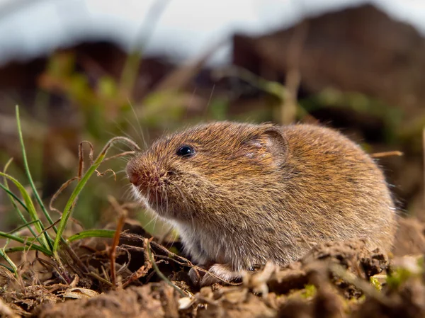 Vole comum (Microtus arvalis) no chão em um campo — Fotografia de Stock