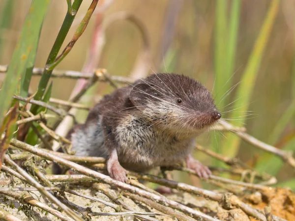 Bicolored White-toothed Shrew — Stock Photo, Image