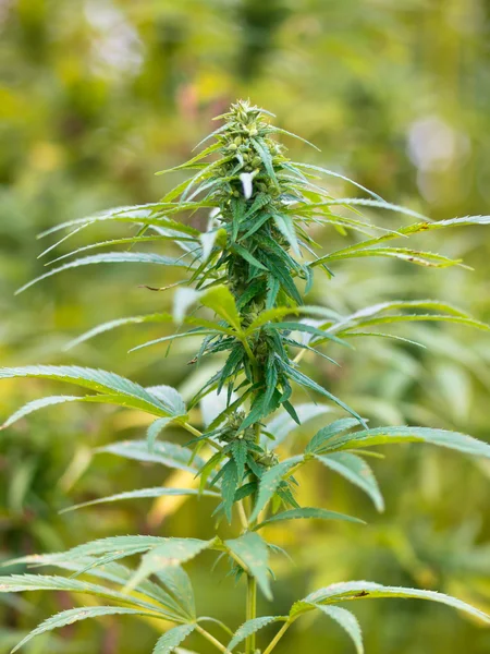 Hemp Buds Field — Stock Photo, Image