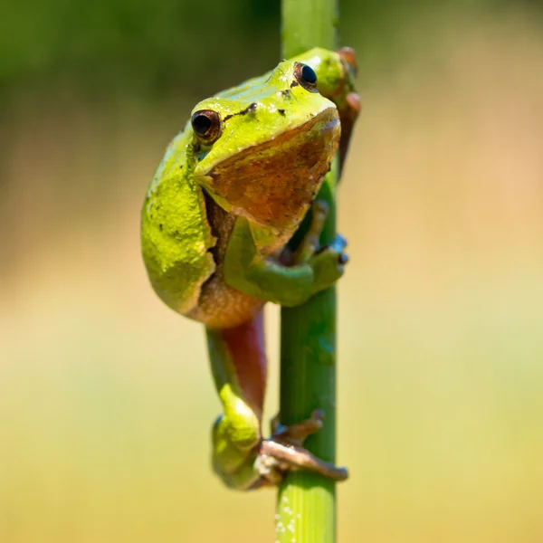 Vild treefrog — Stockfoto