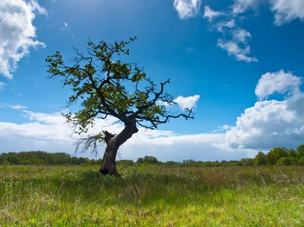 Árvore no campo — Fotografia de Stock