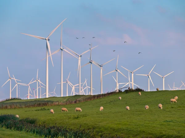Turbin wiatrowych i ptaki — Zdjęcie stockowe