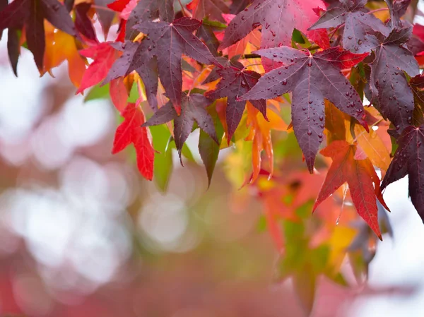 Осенняя концепция — стоковое фото