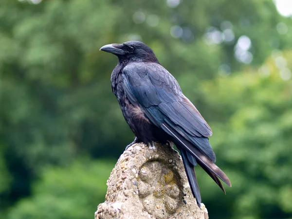 Corbeau noir sur une pierre — Photo