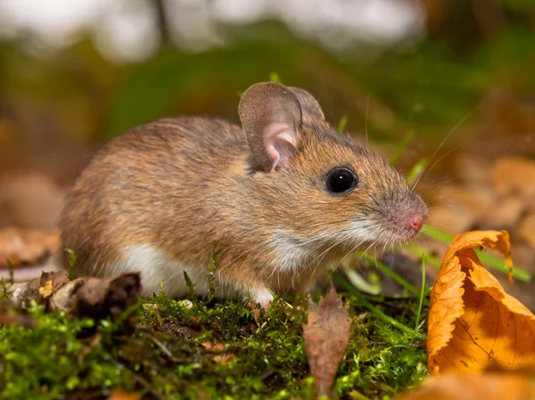 Gul hals mus i skogen — Stockfoto