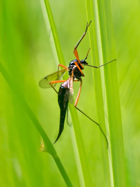 Ichneumon wasp Garden Scene — Stock Photo, Image