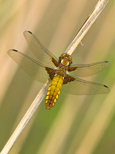Dragonfly потепління свої крила на сонці — стокове фото
