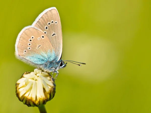 Mazarine Blue Butterfly — Stock Photo, Image