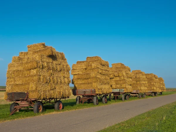 Row of Trailers with Hay — Stock Photo, Image