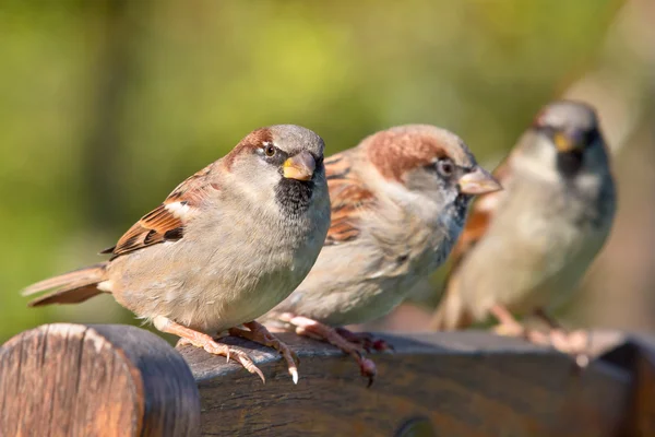 Grupp av Gråsparv — Stockfoto