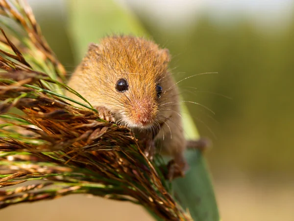 Colheita Mouse em uma pluma de junco — Fotografia de Stock