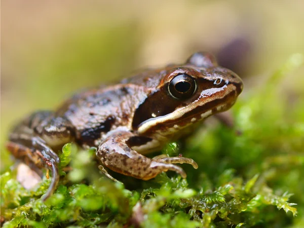 Rana arvalis, Europan Moor Frog — Stock Photo, Image