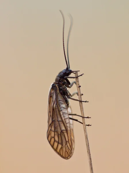 Brown Bug on Twig — Stock Photo, Image