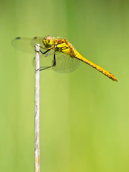 Sympetrum Dragonfly Resting — Stock Photo, Image