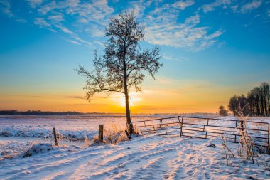 Winter Landscape Tree clipart