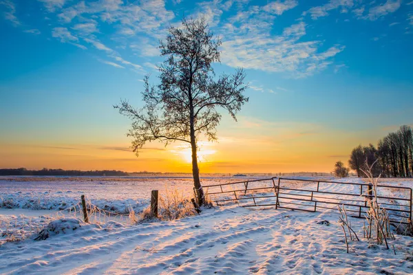 Albero paesaggio invernale — Foto Stock