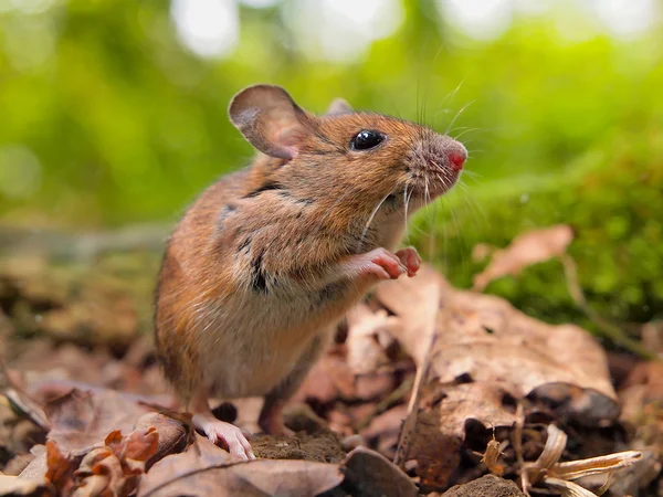 Rato de campo (Apodemus sylvaticus) farejando — Fotografia de Stock