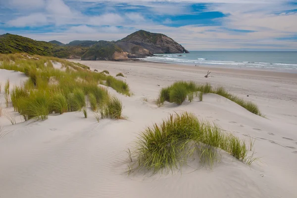 Kumul bitki örtüsü wharariki beach — Stok fotoğraf