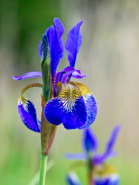 Blaue Iris in voller Blüte — Stockfoto