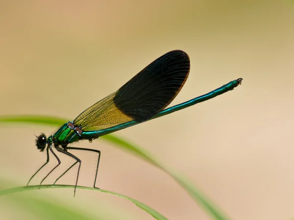 Damselfly on a leaf — Stock Photo, Image