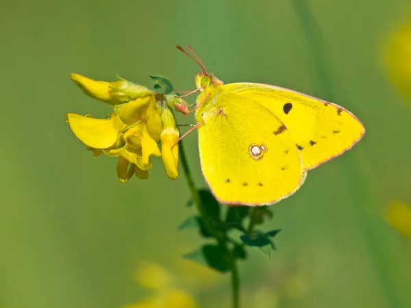 Butterfly Warming its Wings in the Sun — Stock Photo, Image