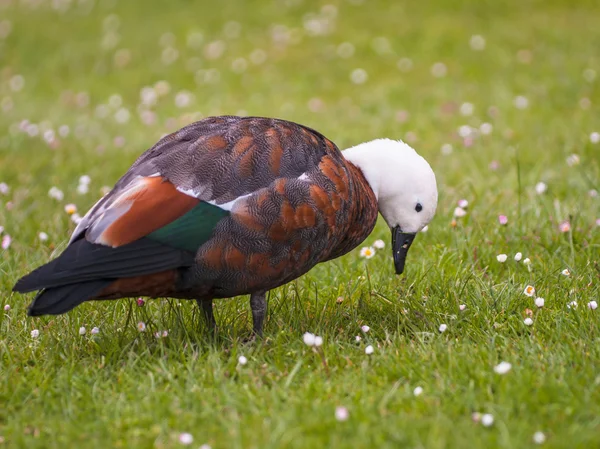 Female paradise duck